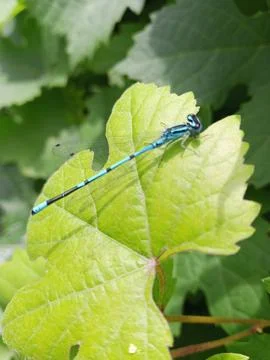 Shining Dragonfly Stockfoto's