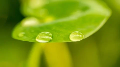Shining droplets on a leave Stock Photos