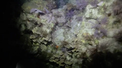 Shining a flashlight on an ocean reef deep underwater Stock Footage 80438171