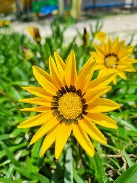 Shining flowers Stock Photos