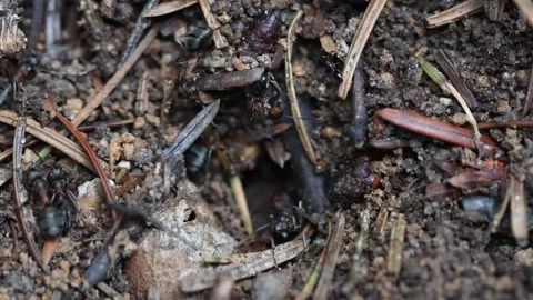 Shining guest ant (Formicoxenus nitidulus) in a Wood Ant Nest, England, UK Stock Footage 253557906