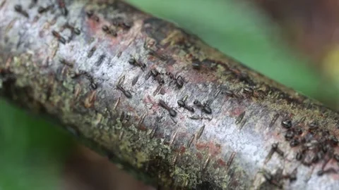Shining Guest Ant (Formicoxenus Nitidulus) Moving Among Wood Ants, UK Video stock 311267887