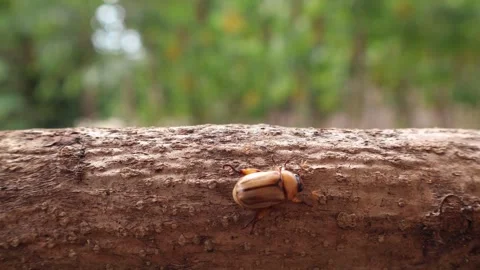 Shining leaf chafer crawling on wood 库存影片 273664596
