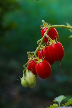 Shining in the light, Datterino tomatoes with deep red skins and sweet, com.. Stock Photos