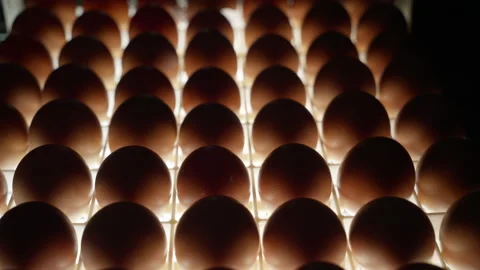 Shining light on the hen eggs during the candling process at the poultry plant Stock Footage 277293065