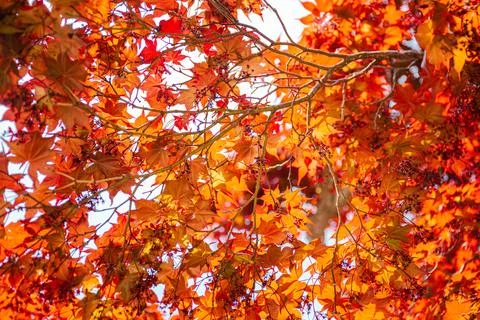 Shining maple leaves Stock Photos
