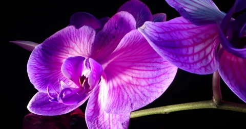Shining Purple Flowers Stock Footage 337142540