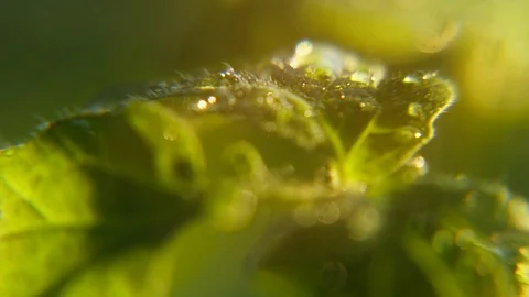 Shining rainy drops sprinkle green leaves in a wild park during a spring rain Stock Footage 88328265