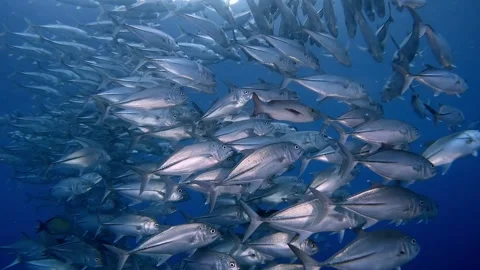 Shining school of Jackfish Stock Footage 299210226