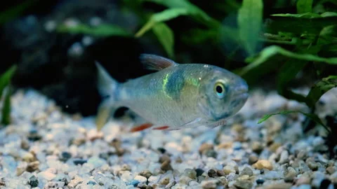 Shining silver fish floating in the aquarium Stock-Footage 168926543