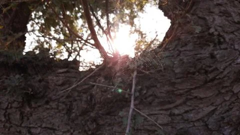 Shining spider web or cobweb in sunlight closeup 스톡 사진