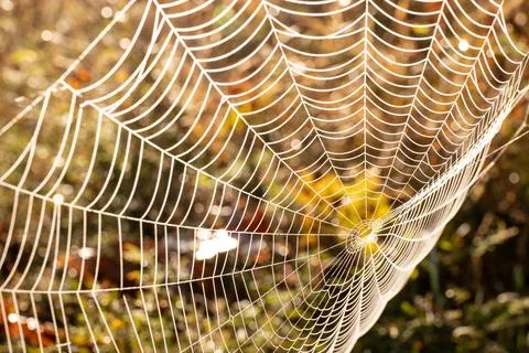 Shining Spider Web Pattern in Golden Sunlight Macro Foto stock