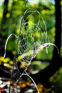 Shining spider's web Stock Photos