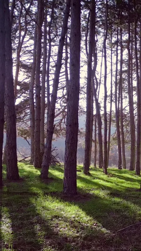 Shining sun between pine tree trunks, green grass carpet, vertical shorts Stock Footage 283344778