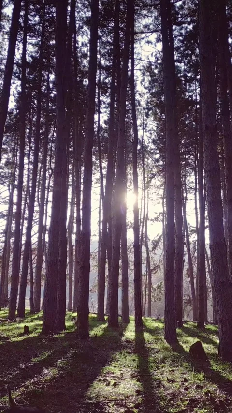 Shining sun between pine trees, lateral motion view, vertical reels Stock Footage 283344859