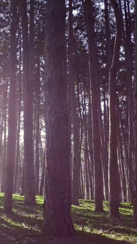Shining sun in a evergreen forest, nature background, vertical short video Stock Footage 283344850