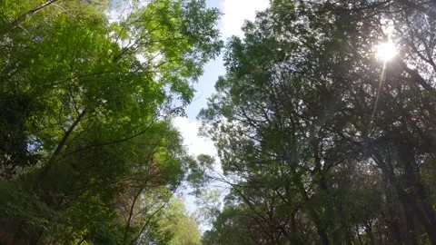 Shining Sun At Forest and Trees 스톡 동영상 339971103
