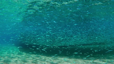 Shining in sun Hardyhead Silverside formed vast shoal at spawn Stock Footage 313527232