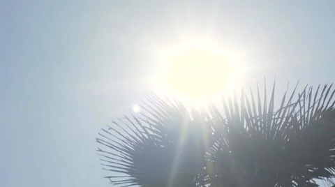 Shining Sun With Palm Tree Stock-Footage 63295867
