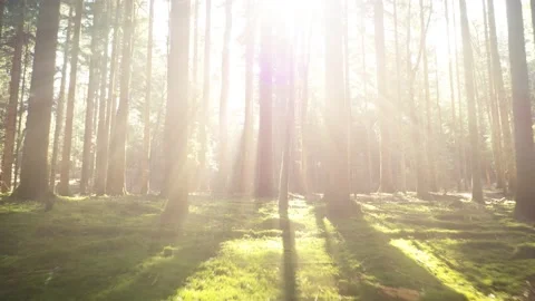 Shining sun rays in the mossy woods Stock Footage 228072813