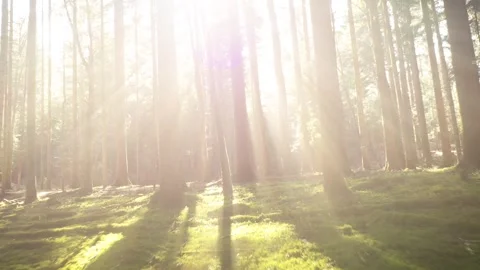 Shining sun rays in the mossy woods Stock Footage 320496986