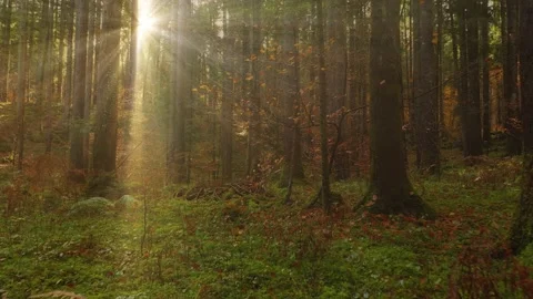 Shining sun rays in the woods 動画素材 229007422