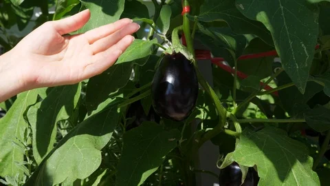 Shining on sun ripe eggplant Stock Footage 100521971