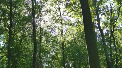 Shining sun through the green crowns of deciduous trees Video stock 68034358