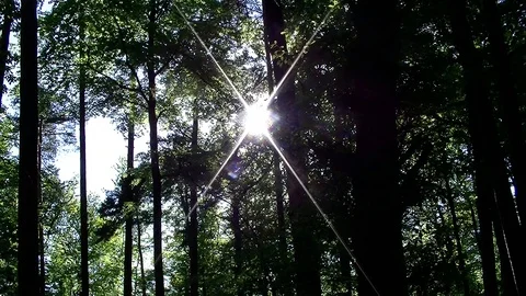 The shining sun through the trees of the forest Stock-Footage 100436634