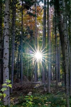 Shining sun through the trees of the forest in shape of a star Stock-Fotos