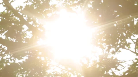 Shining sun through treetops. Trees and sunlight. Stock-Footage 194702069