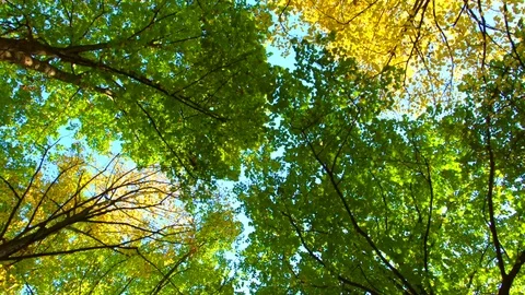 Shining trees in daylight. Autumn trees background. Stock Footage 82048068