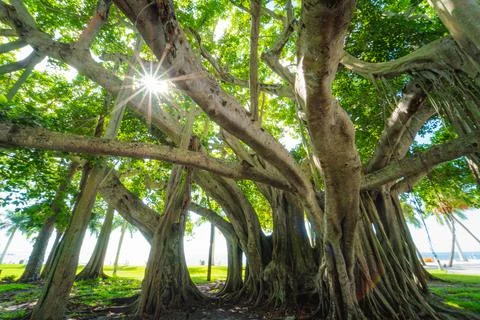 Shining Trees Stock Photos