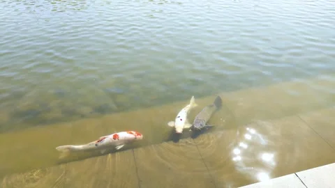 Shining water surface and carp in the pond in a park in Japan Stock-Footage 315371925