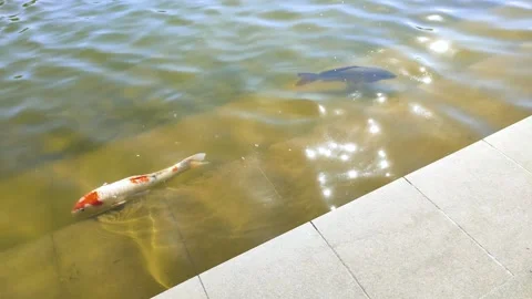 Shining water surface and carp in the pond in a park in Japan Video stock 315371929