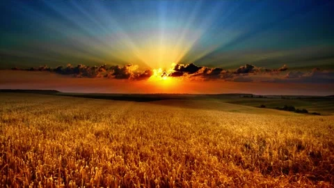 Shining wheat Vídeos de archivo 215629131