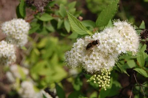 The shining white of the spring bloom. Foto stock