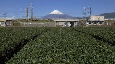 Shinkansen Train Passes Mount Fuji and Tea Field Stock Footage 45648845