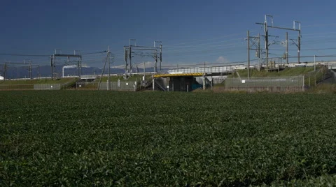 Shinkansen Trains Pass Tea Field in Shizuoka Prefecture, Japan Stock Footage 45649767