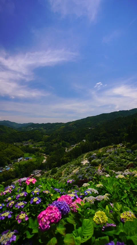 Shinmiyu Hydrangea Village's Hydrangeas Stockbeeldmateriaal 330976090