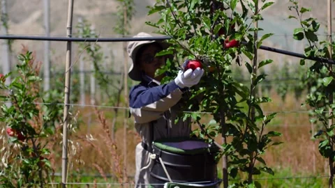 Shiny apple Close-up Apple, Apple harvest, Stock Footage 243101515