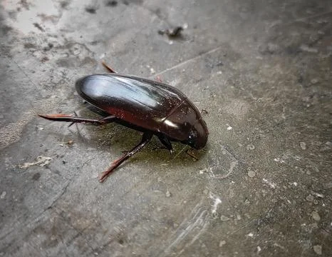 Shiny beetle Stock-Fotos