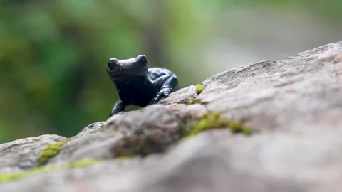 Shiny Black Alpine Salamander Resting on Moss-Covered Rock in Natural Habita Stock Footage 314793916