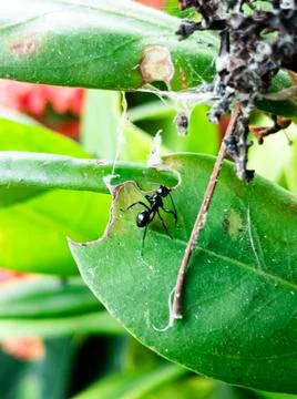 Shiny Black Ant Stock Photos