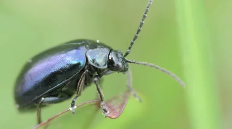 Shiny black beetle on a blade of grass 스톡 동영상 65765992