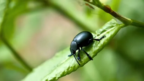 Shiny black beetle crawling slowly on green leaf Stock Footage 340778175