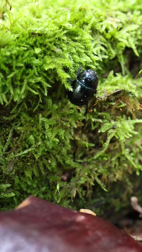 Shiny black beetle crawls over green moss on a log in a woodland habitat Stock Footage 346974098