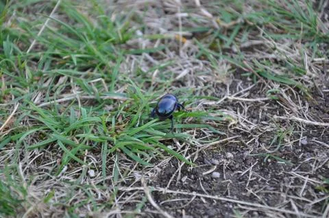 Shiny black beetle Stock Photos