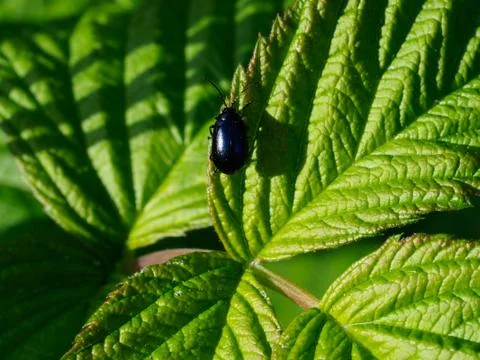 A shiny black beetle on some raspberry plant leaves Stock Photos