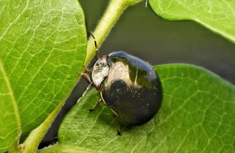 Shiny black ladybug Stock Photos